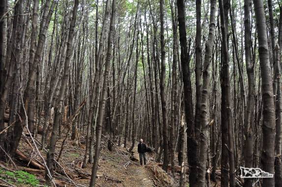 Atravessando um bosque na trilha do Glaciar do rio Mosco, em Villa O'Higgins, no sul do Chile
